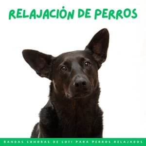 Relajación De Perros: Bandas Sonoras De Lofi Para Perros Relajados - Ritmos de hip-hop de Lofi