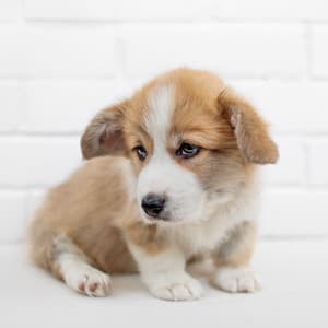 Calm Dog Retreat: Dreamy Lofi Soundwave Serenade with Ambient Sound - Lofi Music Club