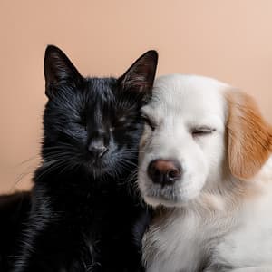 The Pet Orchestra: A Symphony For Comfort And Calm - Musical Joy