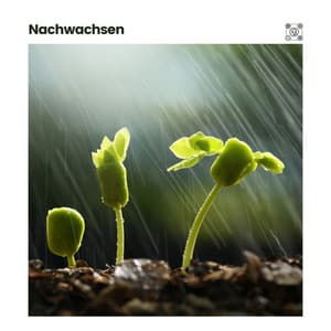 Nachwachsen - Regen zum Schlafen
