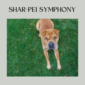 Shar-Pei Symphony - Puppy Music