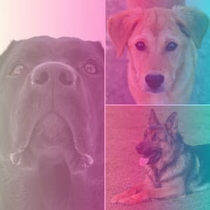 Ambiance for Calming Puppy - Pets Relax