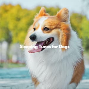 Sleeping Tunes for Dogs - Sunday Chillout Songs