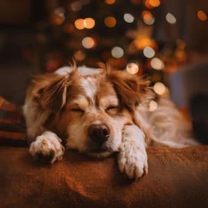 Música De Guitarra Relajante: Melodías Tranquilas Para Perros - Ecos de la Tierra