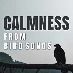 Calmness from Bird Songs - Bird Songs