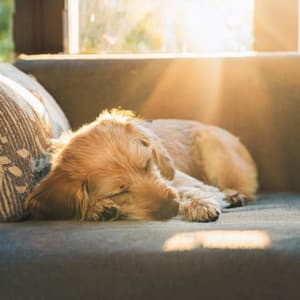 Armonías De Perro Lofi: Tonos Rítmicos Suaves - Música de la naturaleza Canciones de la naturaleza