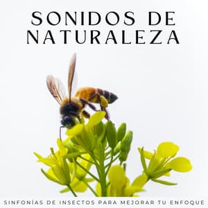Sonidos De Naturaleza: Sinfonías De Insectos Para Mejorar Tu Enfoque - Sonidos de la naturaleza desconectados