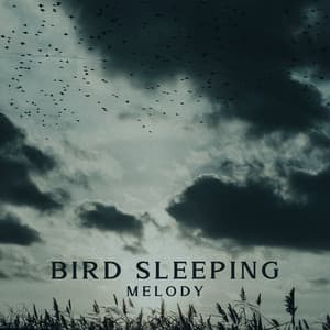 Bird Sleeping Melody - Healing Your Mind, Baby Nap Time, Pillow Lullabies, Delicate Sounds - Deep Sleep Maestro