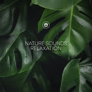 Nature Sounds Relaxation - Rain Recorders
