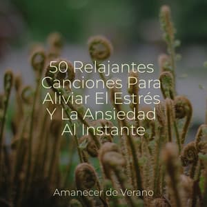 50 Relajantes Canciones Para Aliviar El Estrés Y La Ansiedad Al Instante - Calm Music for Studying