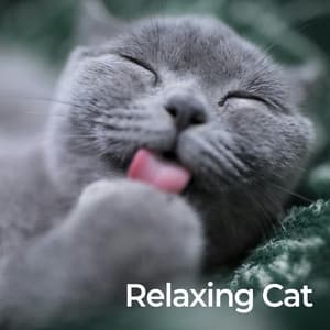 Relaxing Cat - Cat Music Therapy