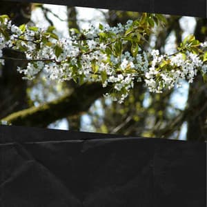 Music for Daily Walks - Bossa Nova Lounge