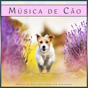 Música de Cão: Música de Sono para Cães com Ansiedade - Música Para Cães