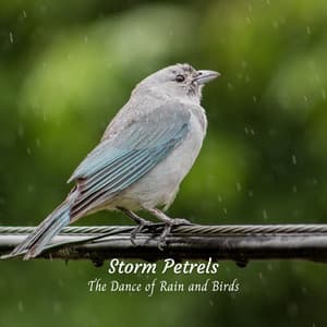 Storm Petrels: The Dance of Rain and Birds - Rain - Spring Shower