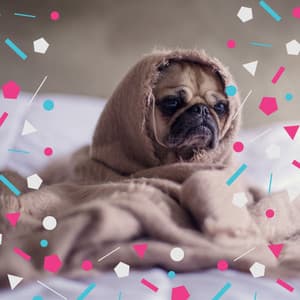 Classic Guitar Chill Out - Background for Dog Stress - Dogs at Home