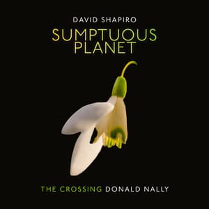 David Shapiro: Sumptuous Planet - David Shapiro