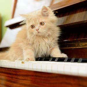 Piano Rain Waves for Cat Tranquility - Piano and Ocean Waves Experience