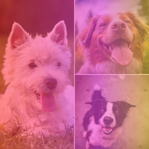 Backdrop for Calming Your Dogs - Dogs at Home