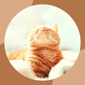 Music for The Cutest Kitten - Soprano Sax Solo - Soothing Cat Music