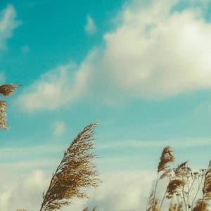 1 Ambient: Joy Of Sleeping - Relaxing Music Therapy