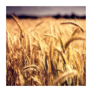 Close Your Eyes and Calm Down - Harmonious and Peaceful Mantra