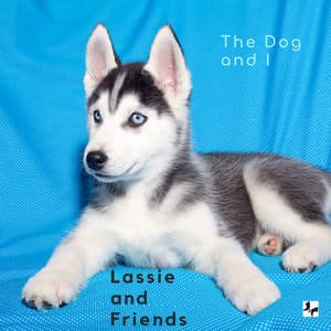 The Dog and I - Lassie and friends