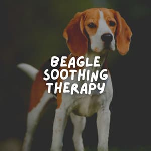Beagle Soothing Therapy - Puppy Music