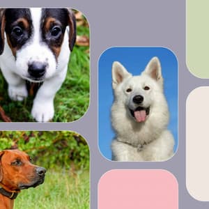 Guitar Pop - Ambiance for Sweetest Dogs - Dog Music Library