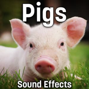 Pigs Sound Effects - Sound Ideas