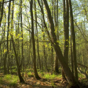 ! ! ! ! ! ! ! A Floresta e o Caminho Verde1 - Alan Baratieri