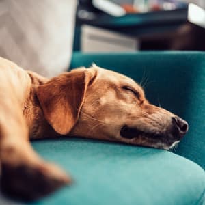 Velvet Piano Harmony: Dreamy Dog Sleep - Little Piano Player