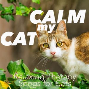Calm My Cat : Relaxing Therapy Songs for Cats - Cat Music Dreams
