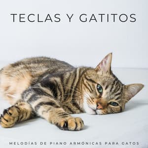Teclas Y Gatitos: Melodías De Piano Armónicas Para Gatos - Piano Relajante