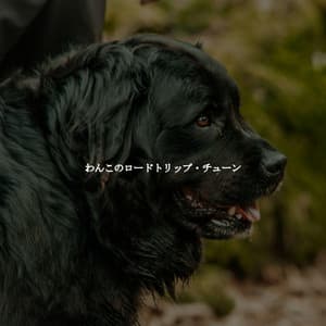 わんこのロードトリップ・チューン - Smooth Dinner Jazz Group