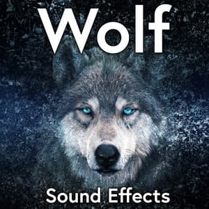 Wolf Sound Effects - Sound Ideas