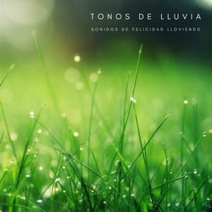 Tonos De Lluvia: Sonidos De Felicidad Lloviendo - Lluvia PQ