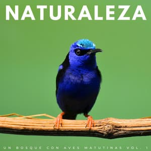 Naturaleza: Un Bosque Con Aves Matutinas Vol. 1 - Pájaros en el Bosque