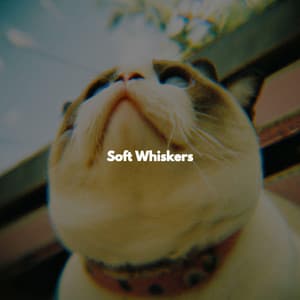 Soft Whiskers - Coffeehouse Music