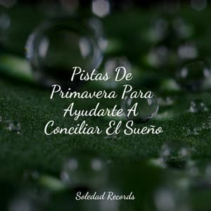 Pistas De Primavera Para Ayudarte A Conciliar El Sueño - Ioga