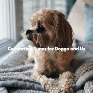 Comforting Tunes for Doggo and Us - Soft Jazz Background Music