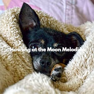 Howling at the Moon Melodies - Jazz for Dogs