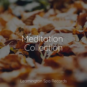 Meditation Collection - The Sleep Specialist