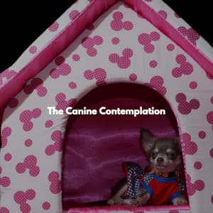 The Canine Contemplation - Musica Relajante para Perros Momentos