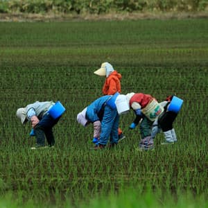 Rainy Productivity: Tranquil Forest Melodies for Creative Workspaces - Rain Sounds FX