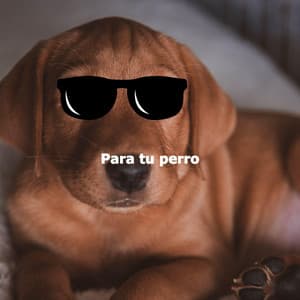 Para tu perro - Soft Jazz Cafe