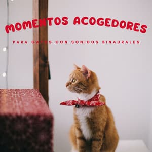 Momentos Acogedores Para Gatos Con Sonidos Binaurales - Movimientos Binaurales