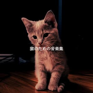 猫のための音楽集 - Cool Jazz Chill