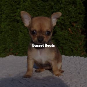 Basset Beats - Cafe Jazz BGM