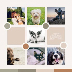 Smooth Trumpet Bossa - Background for Sleeping Soundly - Dog Jazz Sounds