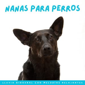 Nanas Para Perros: Lluvia Binaural Con Melodías Relajantes - La biblioteca de la lluvia